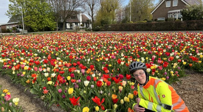 Tag 2 – Tulpen und Umzüge